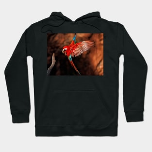 Red-and-green Macaw Hoodie
